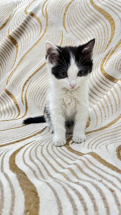 Котята , марғаулар