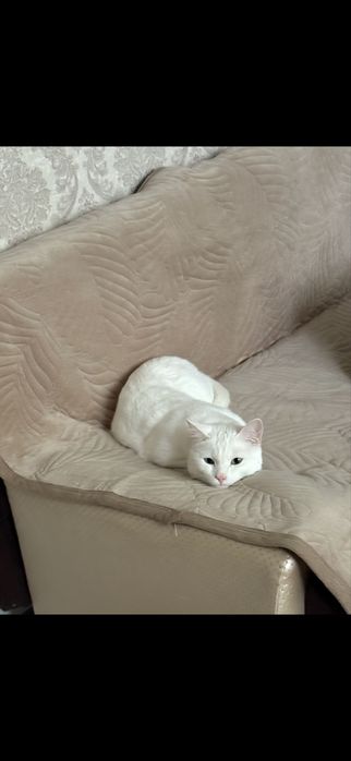 Отдам кота в добрые руки