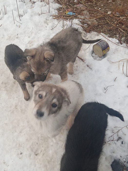 Собаки, щенки( овчарки)