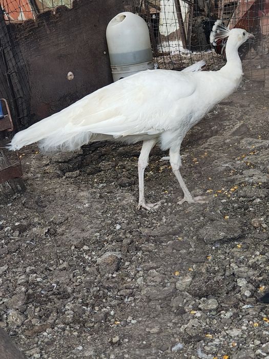 Vând pauni verzi,albi și umăr negru