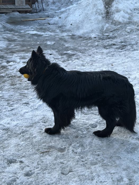 Ищем пару кобелю немецкой авчарки