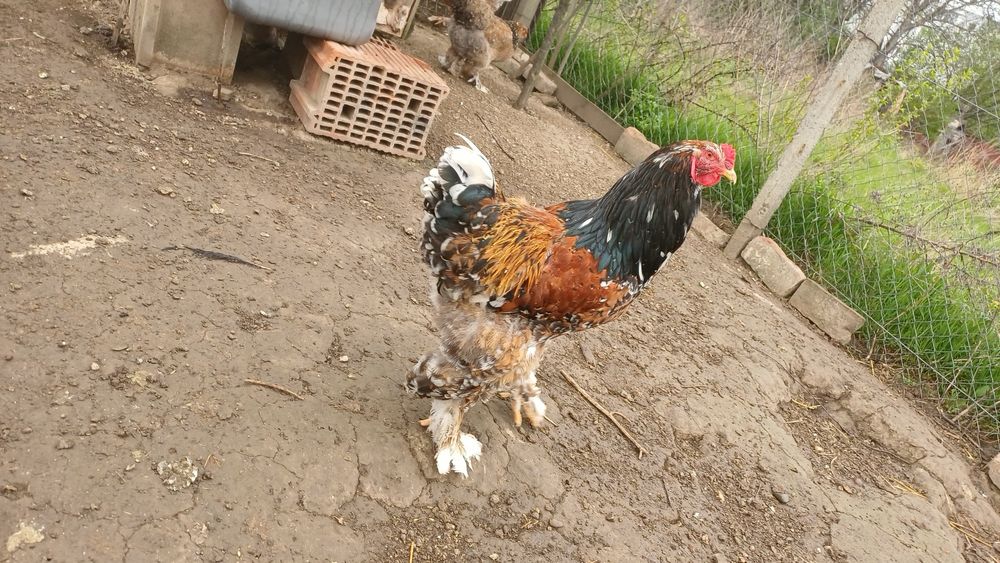 Oua Wyandotte si Brahma pentru incubat