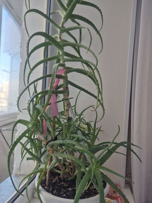 Продам лечебный алоэ