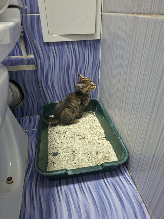 Котенок Лёва в хорошие ручки