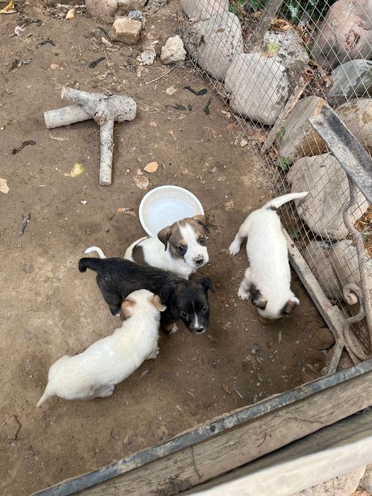 Щенки даром, в хорошие руки.