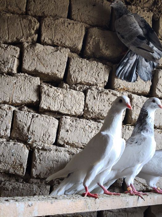 Шыракахвост Маладой голуб