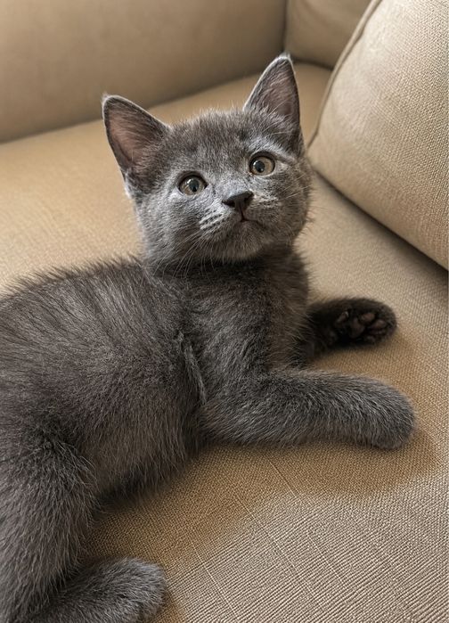 Котенок 1,5 месяца