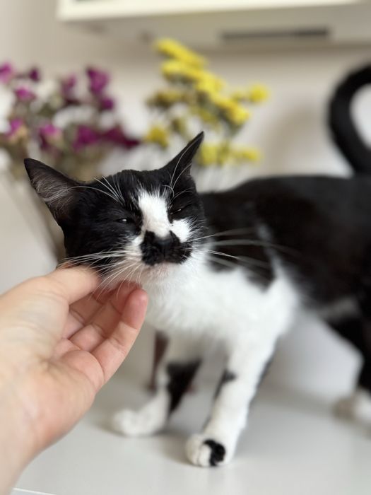 Котенок в добрые руки!