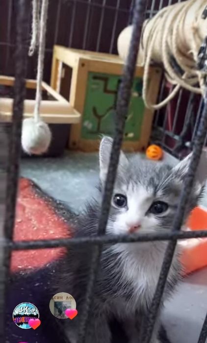 Отдам котёнка в добрые руки