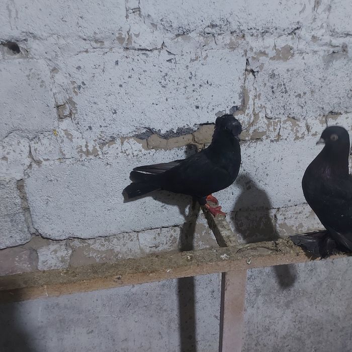 Жук двух чуби самец лет с игрой