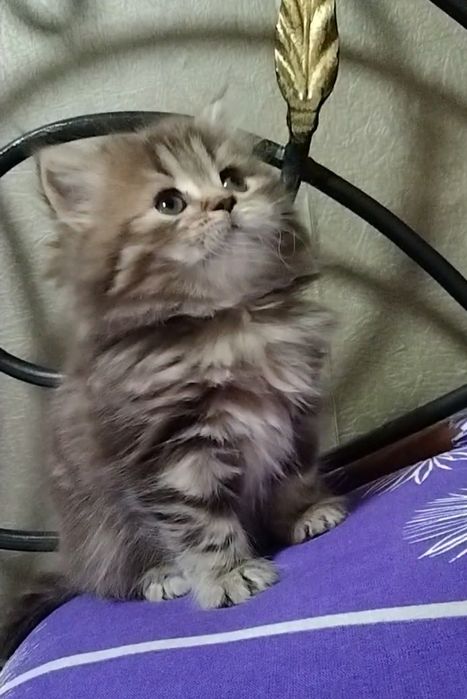 Шотландская прямоухая. Хайленд.