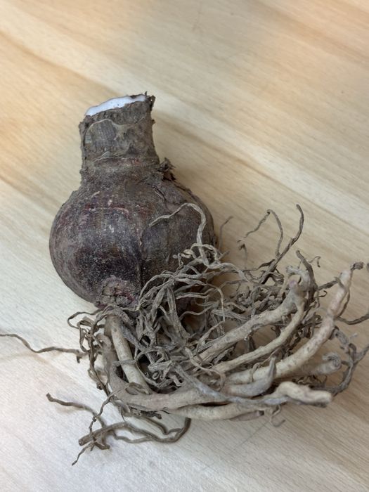 Продам амарилисы.