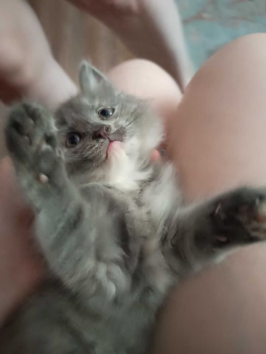 Отдам котят не больше недели возраста