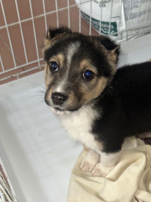 Мальчик в добрые руки