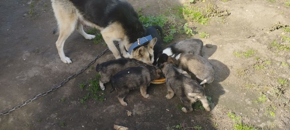 Отдам щенят в хорошие руки