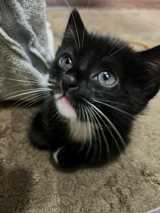 Котенок и кошечка