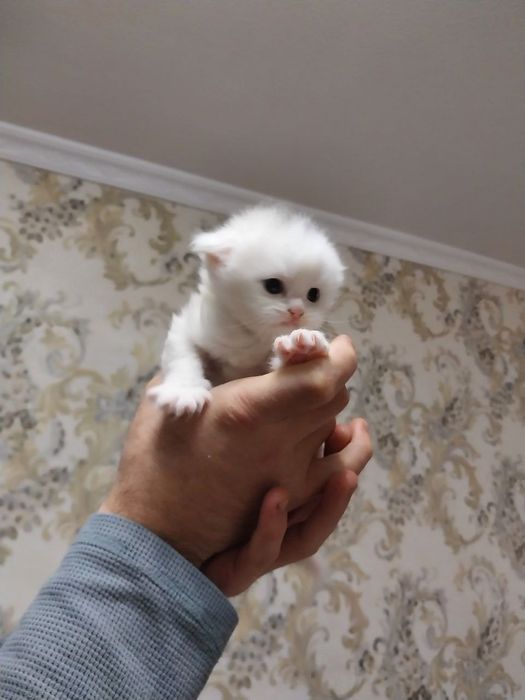 Продам котят фолд,страйт