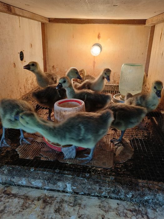 Продам    гусать