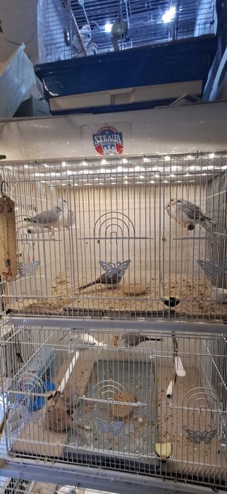 Turturele diamant 2024/2025  inelate