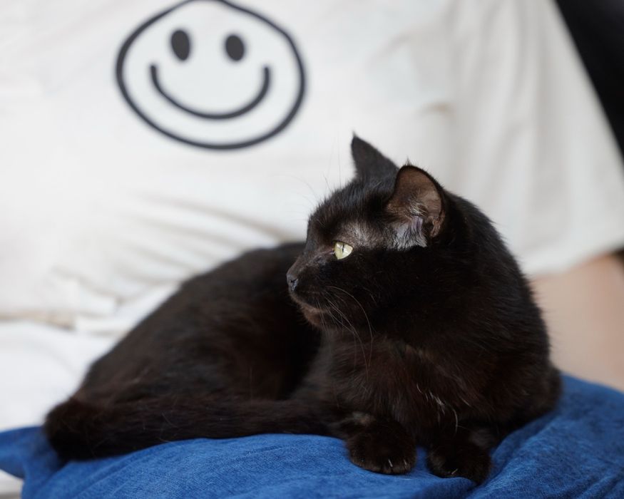 Подарю в дом кошку