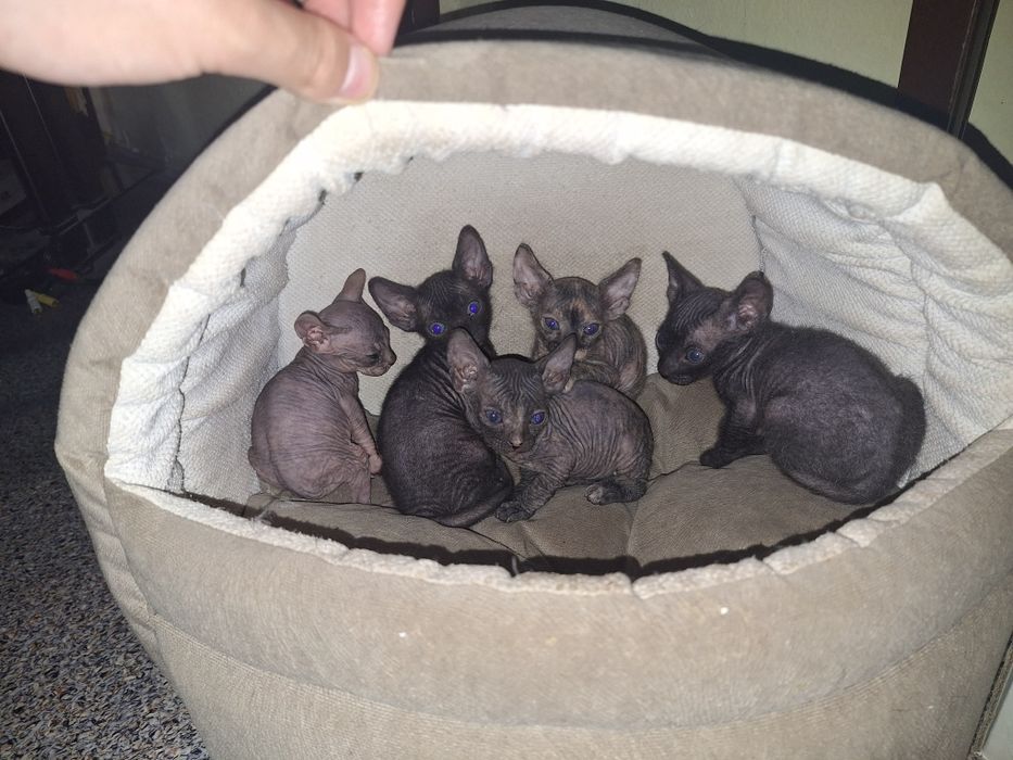 Котята сфинкса 1 месяц