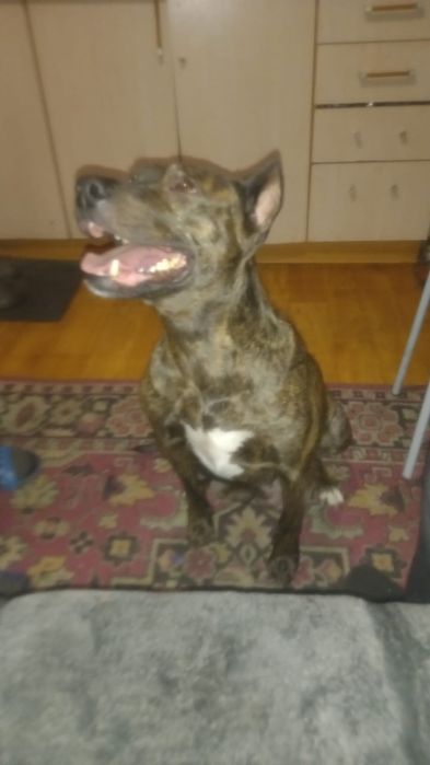 Открыта бронь на щенков