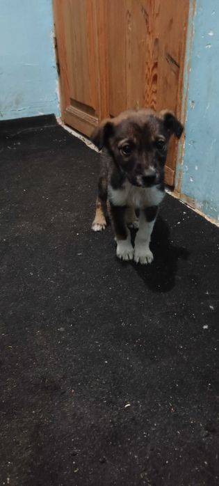 Добрые руки  отдам