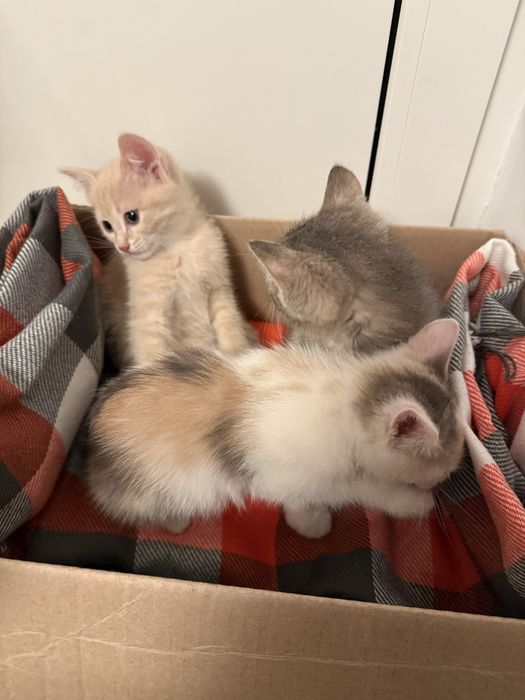 Маленькие котята ищут дом