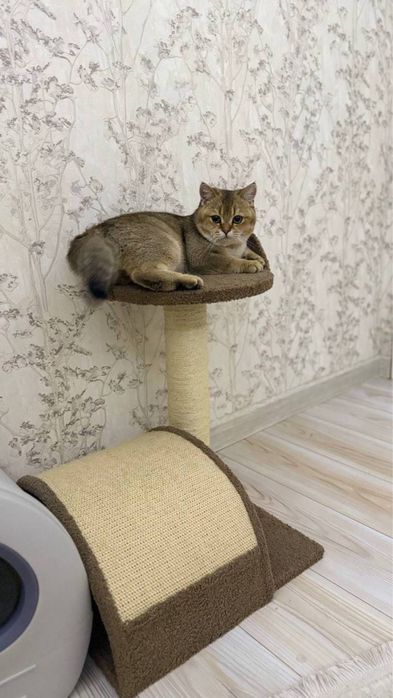Скотч фолд оригинал мушук зотли