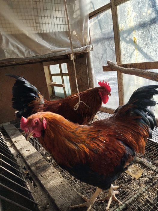 2 Петуха откормленые