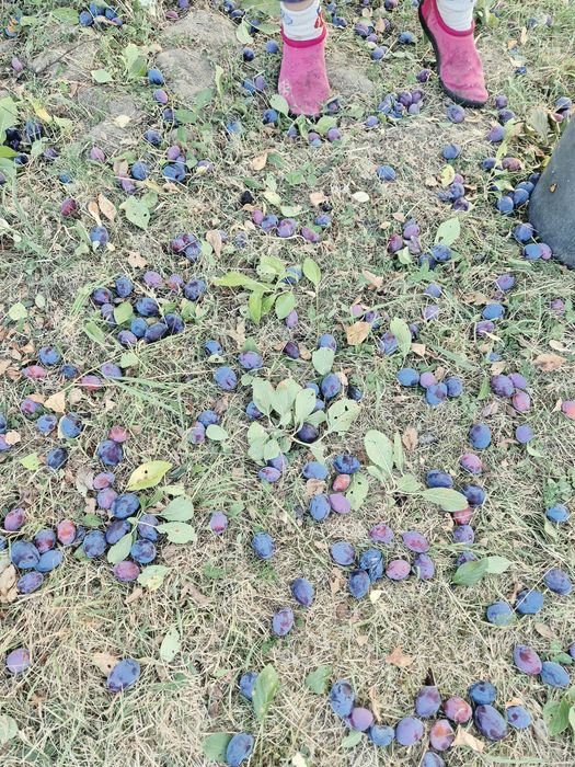 Vând prune de țuică