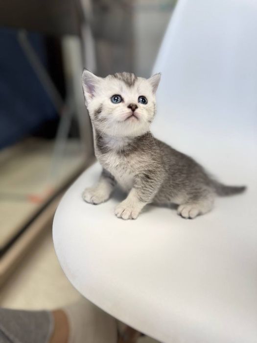 скотиш страйт серебристая шиншилла мальчик