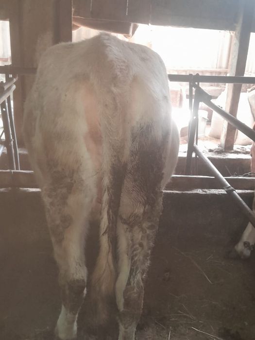 Продаётся жирная  тёлка