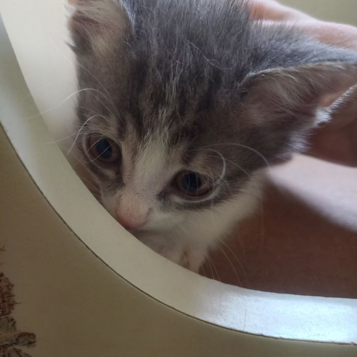 Котёнок мальчик  1 месяц