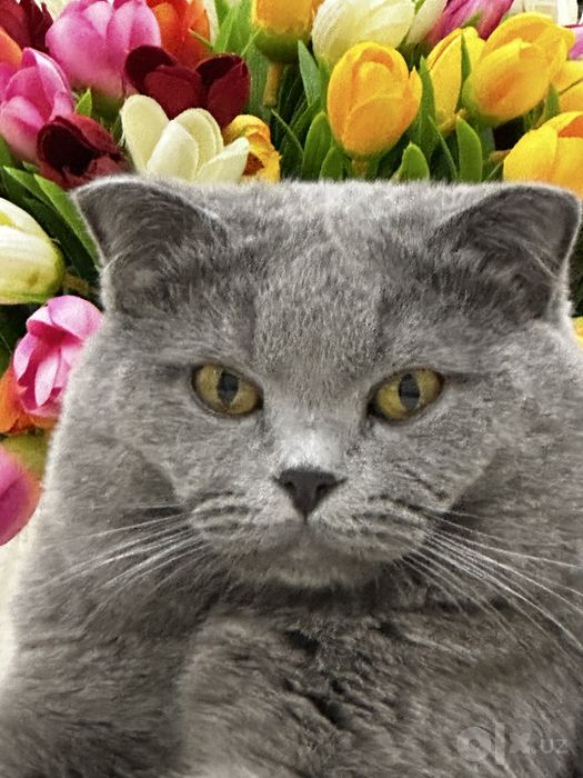 Скотиш фолд 2,5 года