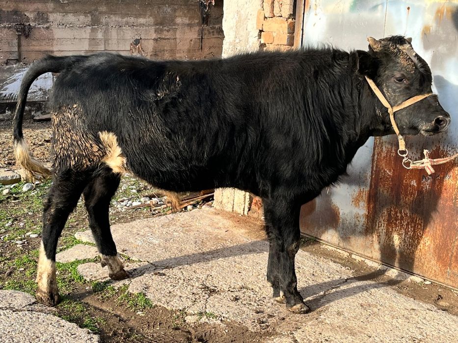 Семіз бұқа сатылады