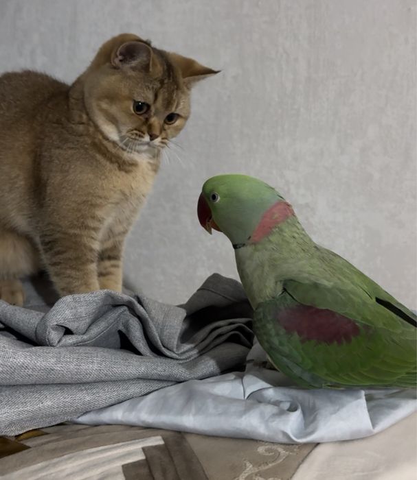 вязка  срочно срочно