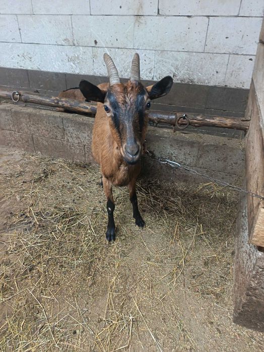 Vând capra alpina franceza cu iada