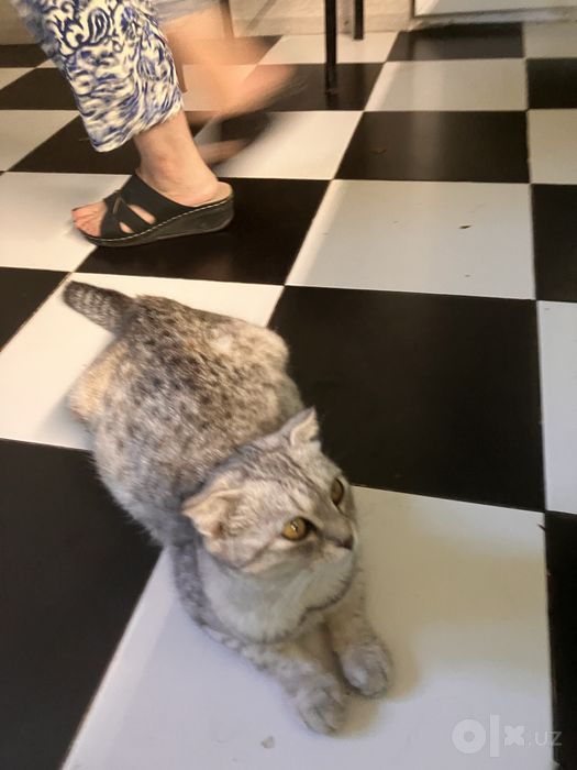 Продам кошку и котят