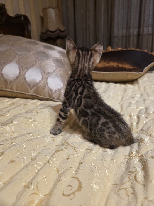 Бенгалски котета