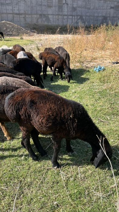 Хорошие бараны жирные