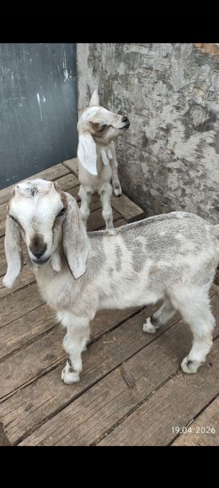 Продам  двух Зааненских козочек