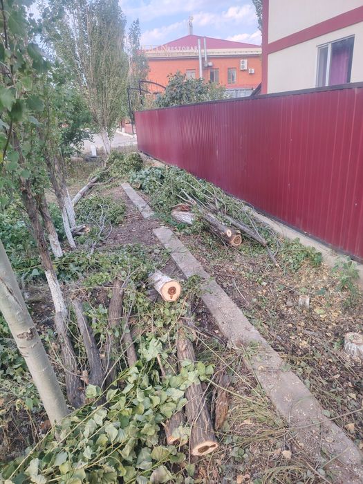 Отдам Дрова бесплатно