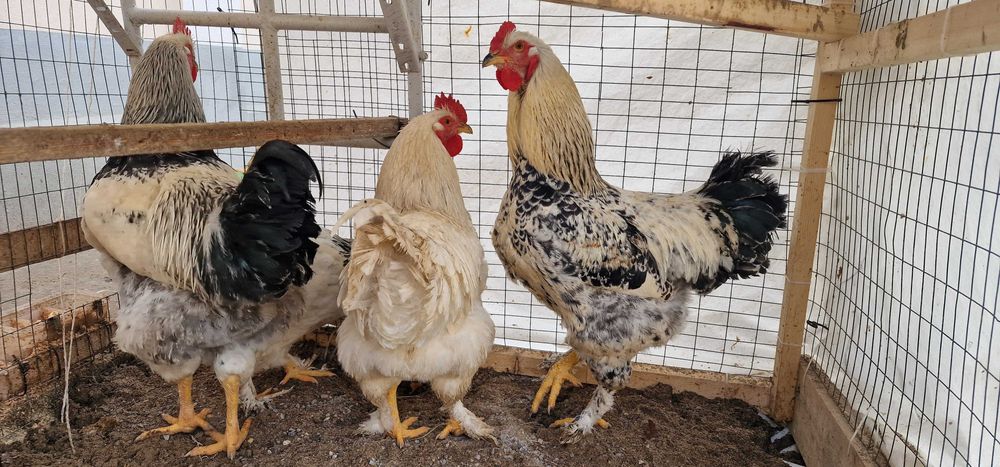 Хўроз (xo‘roz, петух) сотилади