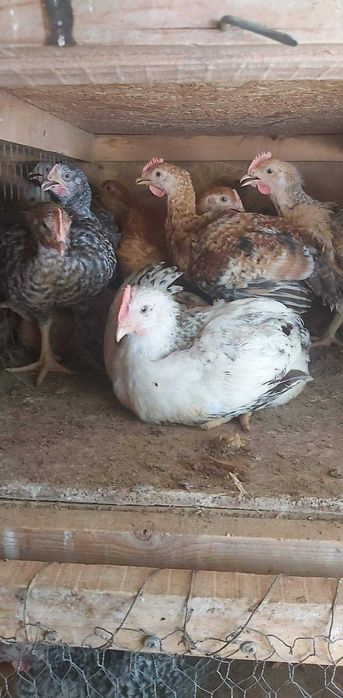 Pui rasă mixtă și pui alb