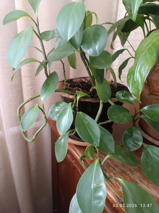 Комнатные растения,цветы