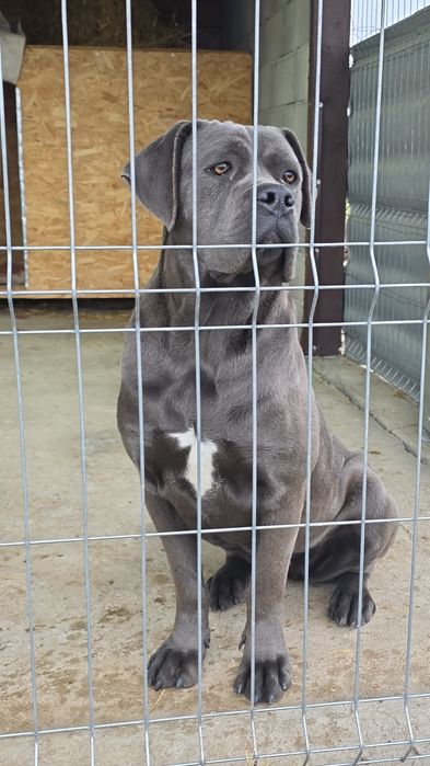 Femela gri cane corso cu pedigree