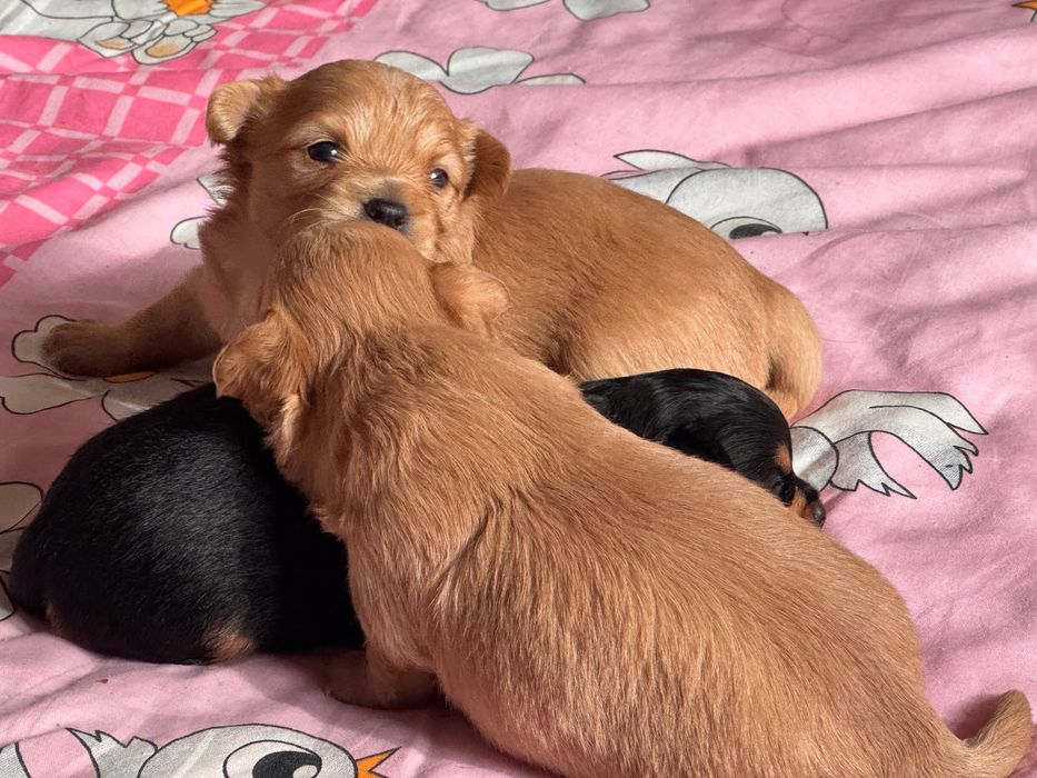 Чихуахуа гр.Силистра