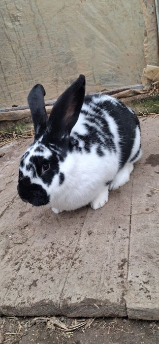 Iepuroaica fluture german