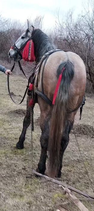 Vând sau schimb mânz de doi ani